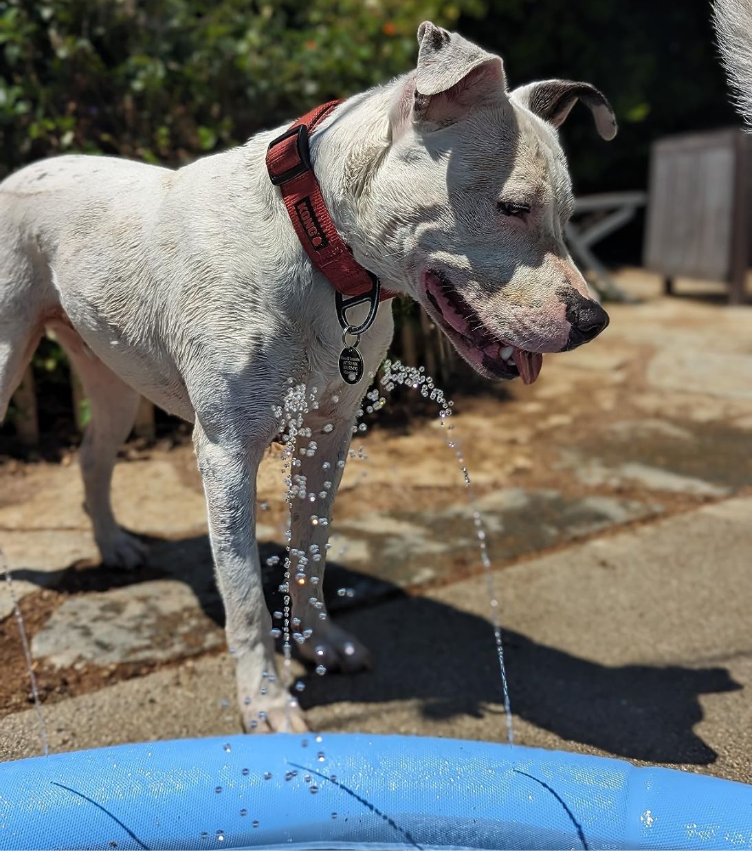 best splash pad for dogs