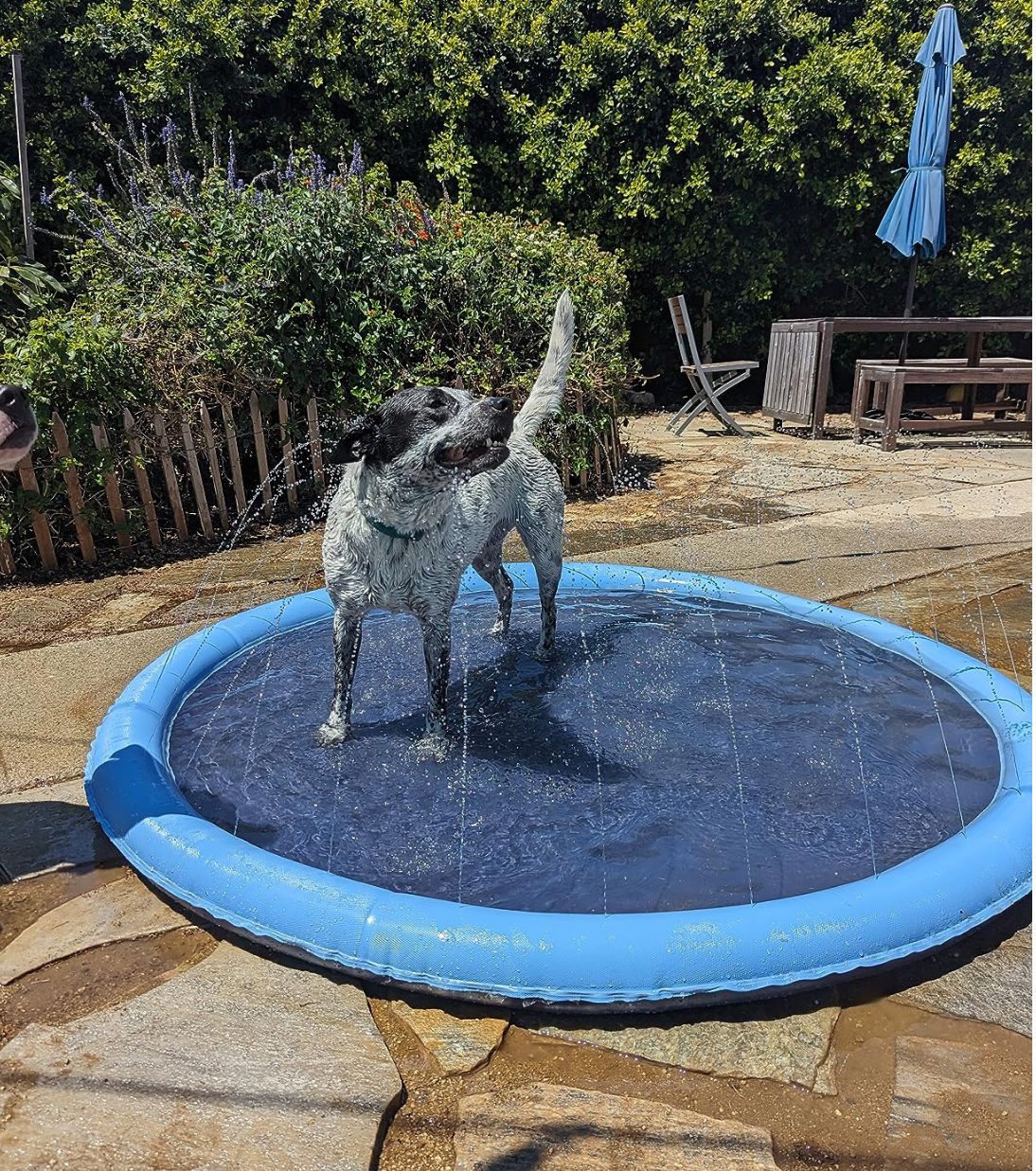 sprinkler pad for dogs