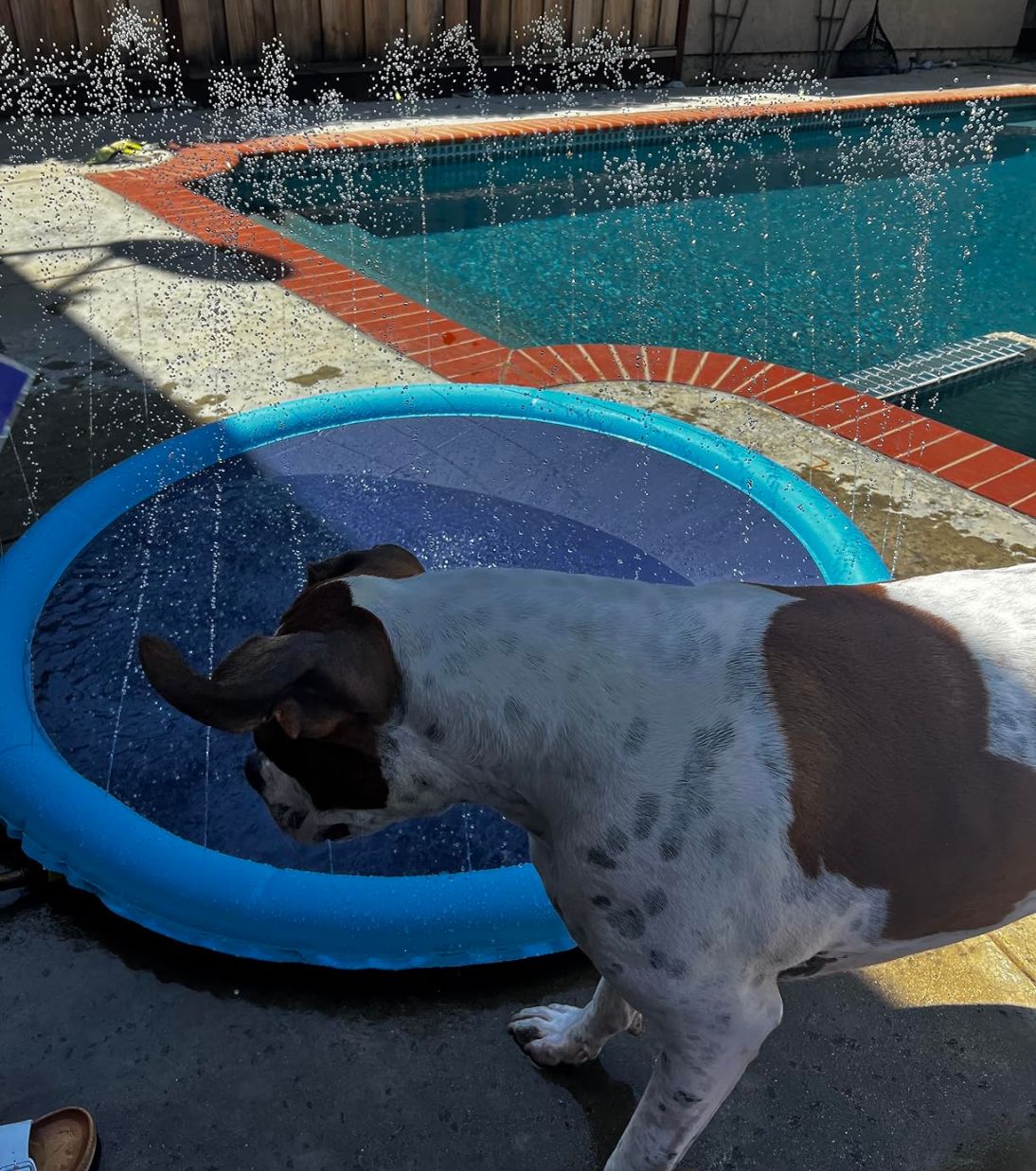 best dog splash pad