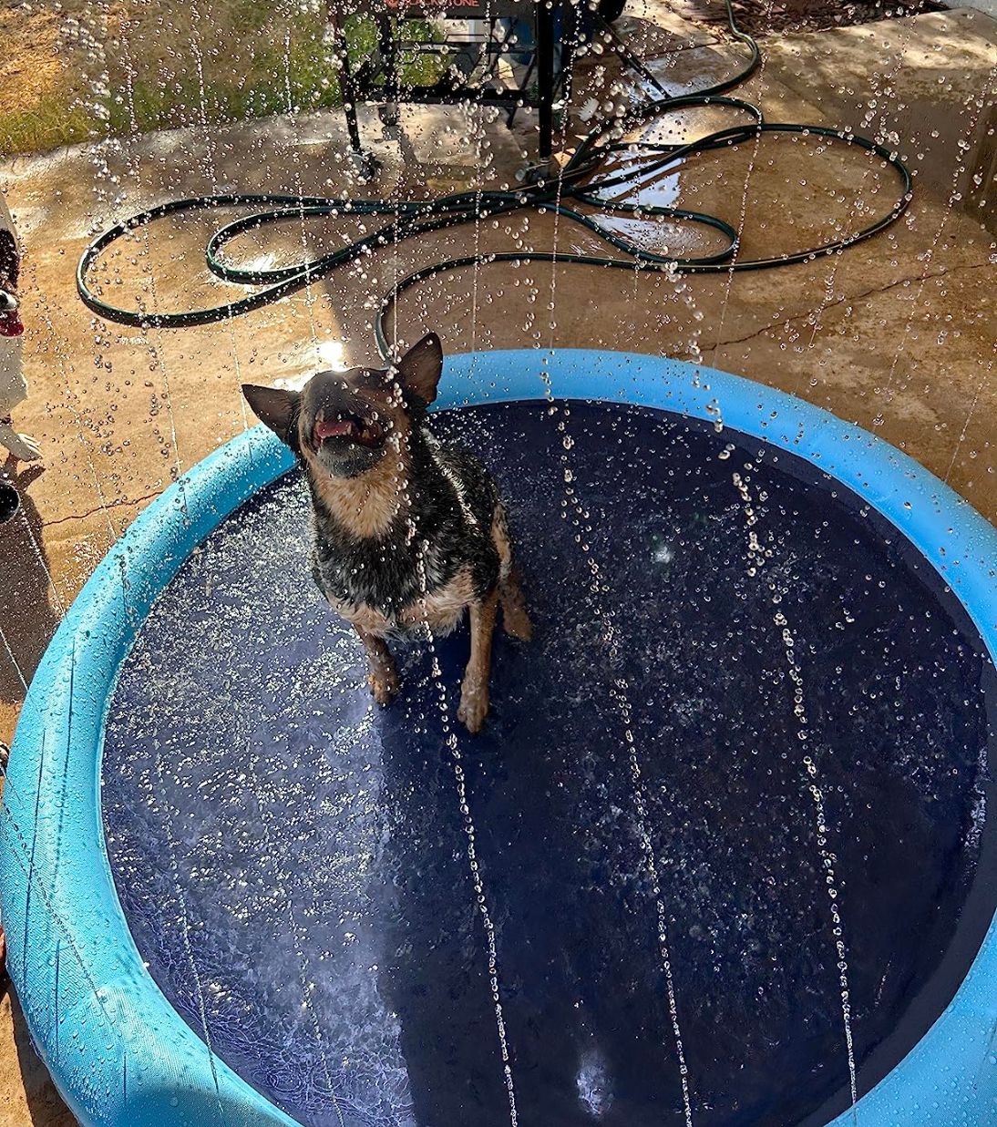 dog pool with sprinkler