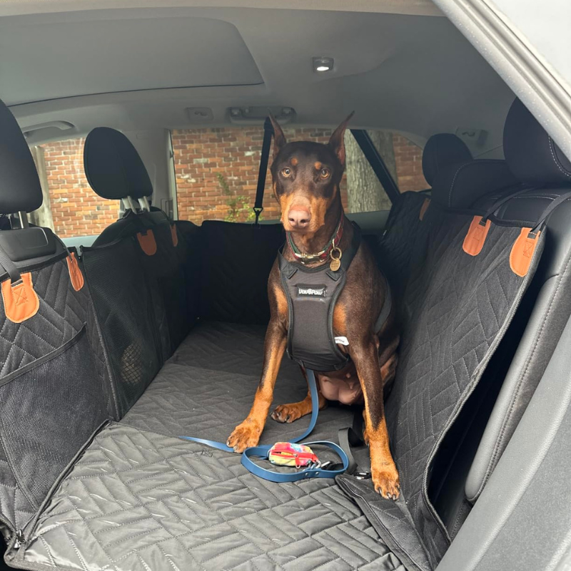 doggie car seat